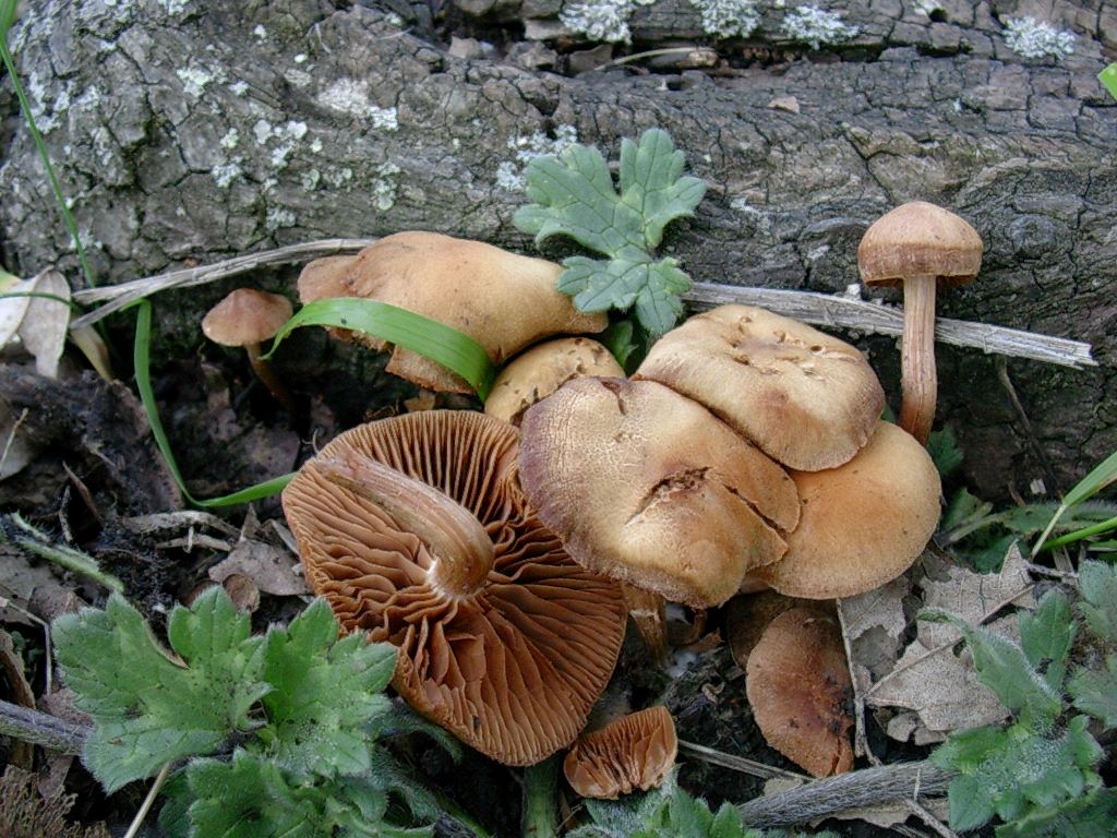 1311 Aprile vecchio ritrovamento